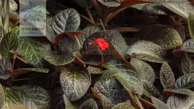 aglaonema×silver king银王亮丝草